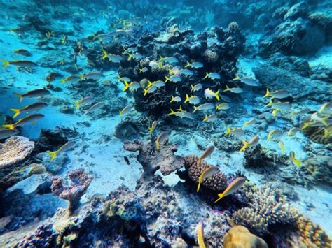 Ha'apai Divers At Matafonua Lodge Resort (Ha'apai Islands) - All You ...