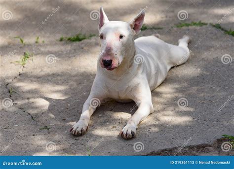 White English Bull Terrier Lying Down Stock Image - Image of nature ...