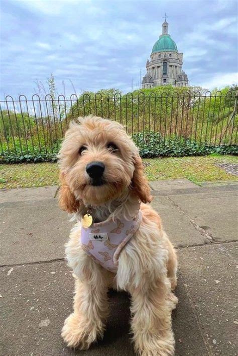 Image result for Apricot Cockapoo Adult