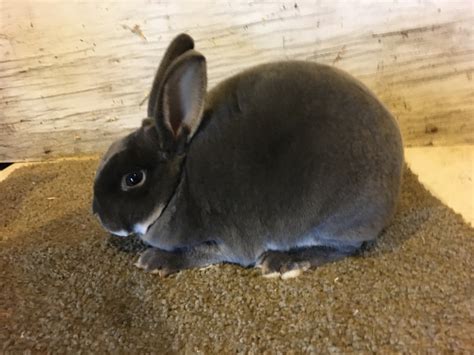 Image result for Mini Rex Varieties