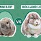 Image result for Mini Lop vs Holland Lop