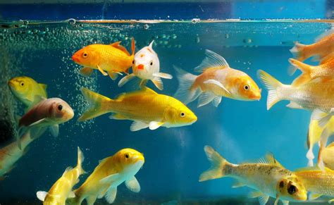 Can Fish Drown? A Question We've All Considered - Aquariadise