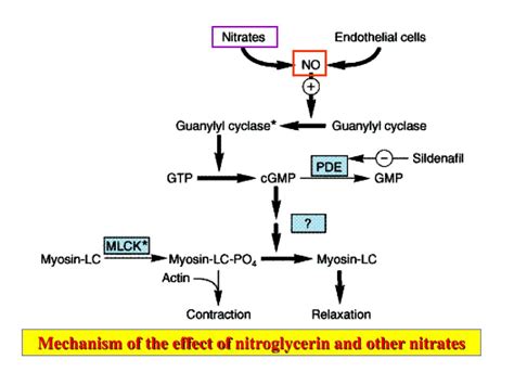PPT - Part 6 Antianginal Drugs PowerPoint Presentation, free download ...