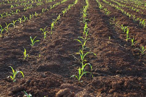 Image result for Corn Planting