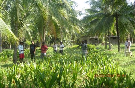 Coconut Development Board