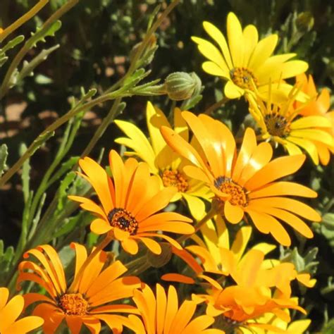 50 Mixed Pastel African Daisy Seeds - Welldales