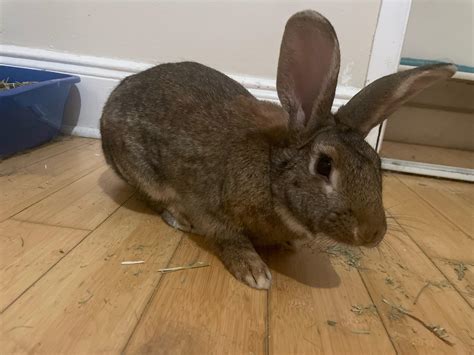 What kind of rabbit do I have? : r/Rabbits
