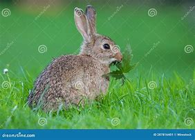 Image result for Rabbit P Lushi