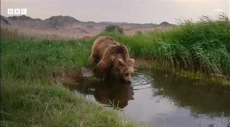 Are Bears Nocturnal Or Diurnal? Their Sleep Behavior Explained - A-Z ...