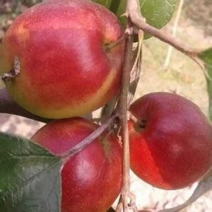 pb mandira plant Ber Apple Plant Price in India - Buy pb mandira plant ...