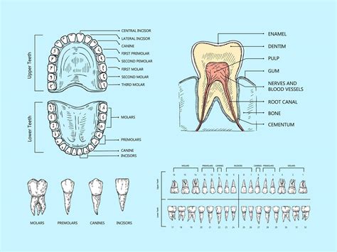Teeth anatomy scheme. Tooth structure infographic, orthodontic human teeth loss diagram and ...