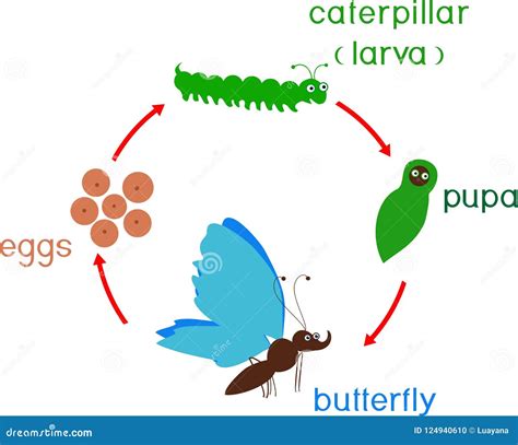 Life Cycle of Butterfly. Sequence of Stages of Development from Egg To ...