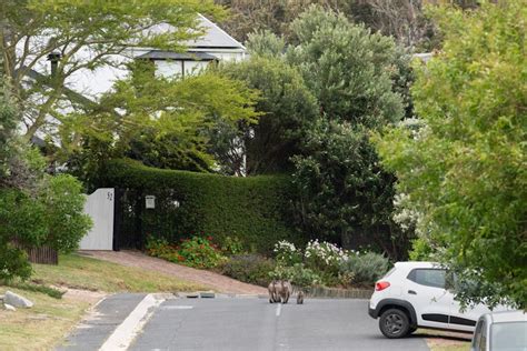 Image result for Why Baboons Attack Humans