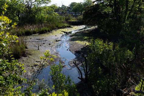 Paradise Creek Nature Park - Elizabeth River Project