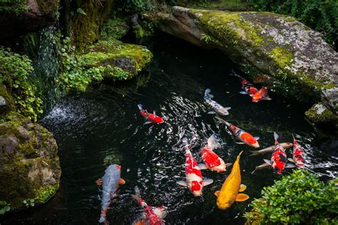 Carp | fish group | Britannica
