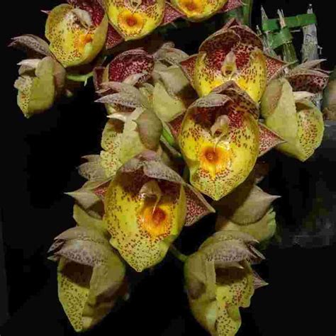 Catasetum Orchidglade - FCC - AOS – EXOTICA ORCHIDS