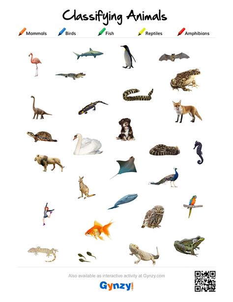 Reptiles Amphibians Mammals Birds Fish Worksheets at Christopher Prior blog
