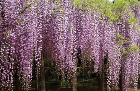 Japan in May 2026: Weather, Temperature and Things to Do