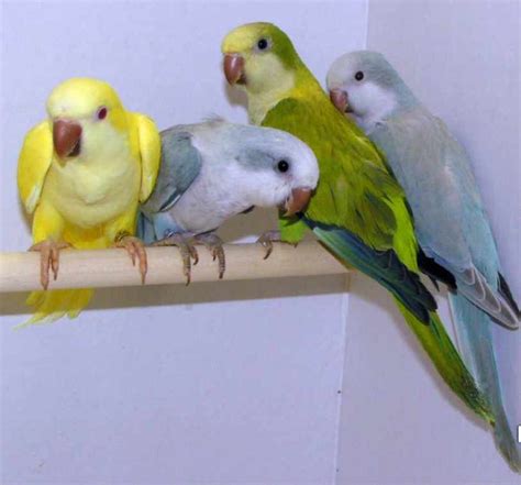 Quaker Parrot Full Profile History And Care Quakers