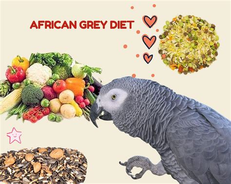African grey diet - Diet and Foraging Food Capture and Consumption