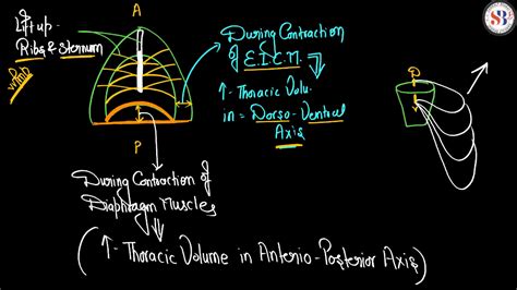 Mechanism of Breathing - Process of Inspiration and Expiration