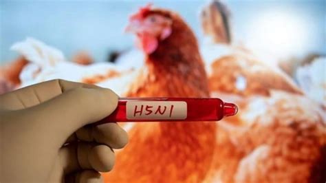Japan confirms season's 1st bird flu outbreak in greater Tokyo area