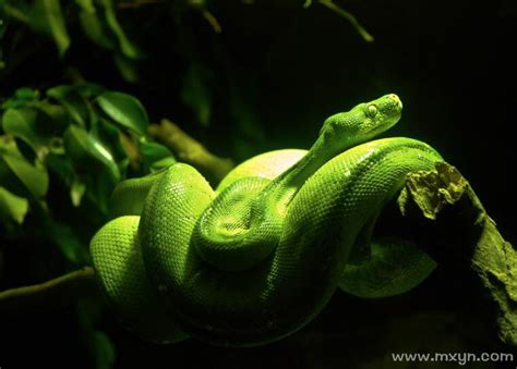 梦见绿蛇,缠身,翠绿_大山谷图库