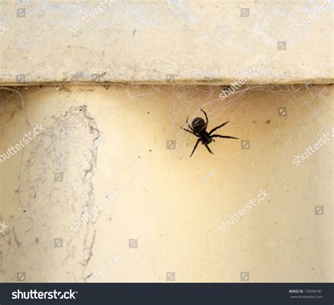 Common Black House Spider Badumna Insignis Stock Photo 178309181 ...