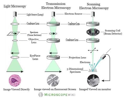 Difference Between Light Microscopes And Electron | Americanwarmoms.org