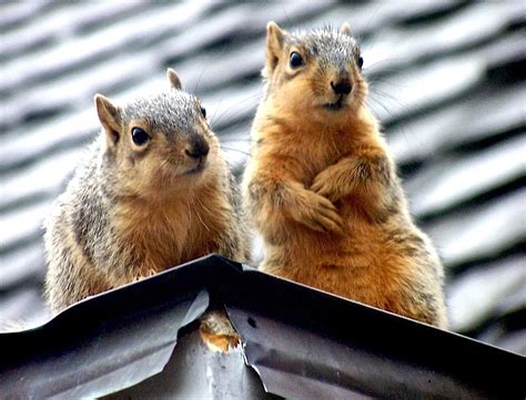 Squirrels Control - Best Pest Control in Vancouver | Pesthub