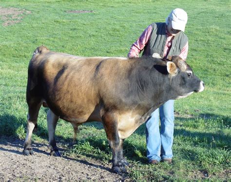 Miniature Jersey Cattle