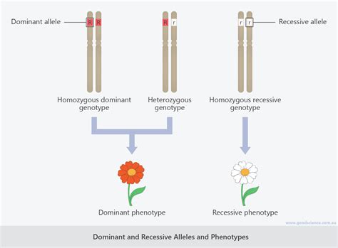 Dominant Allele