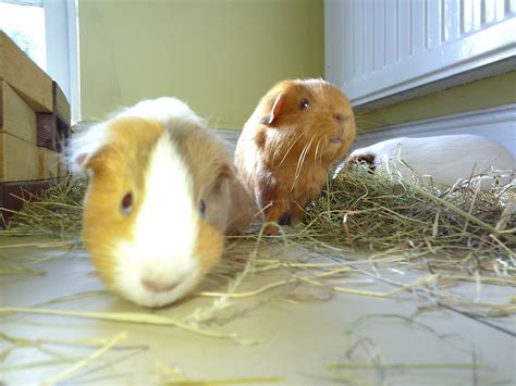 Camp Snap camera review: child’s play