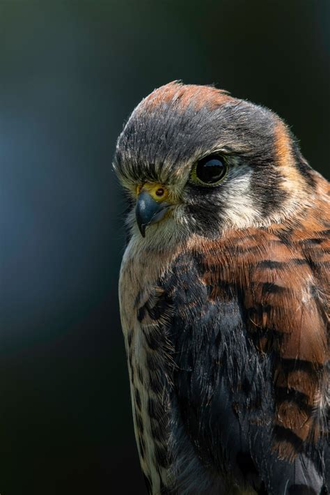 Florida Birds of Prey (updated Feb 2024) - Birds E-Pedia