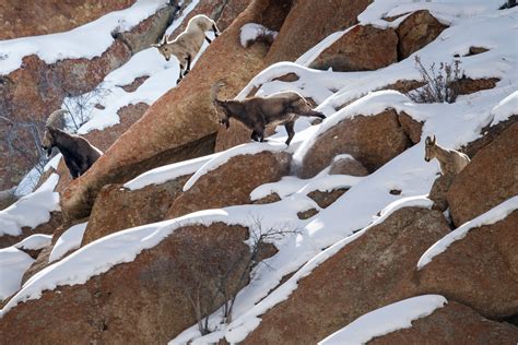 Meet the animals that thrive in extreme mountain conditions | National ...