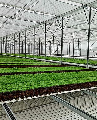 Hydroponic | farm
