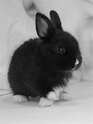 Image result for Fotos of Bunnies