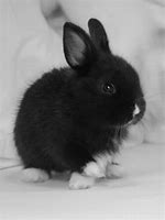 Image result for Pink White Baby Bunnies