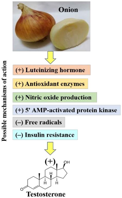 Testosterone in Males as Enhanced by Onion (Allium Cepa L.)