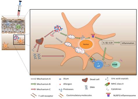 Nanotechnology-Based Vaccines for Allergen-Specific Immunotherapy ...