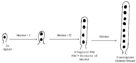 Sex Determination - Notes | Study Biology Class 12 - NEET