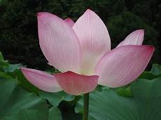 giapponesi fiori di loto una voce dal giappone fiori di loto sacri e shimotsuki tei giapponesi fiori di loto una voce dal giappone fiori di loto sacri e shimotsuki tei