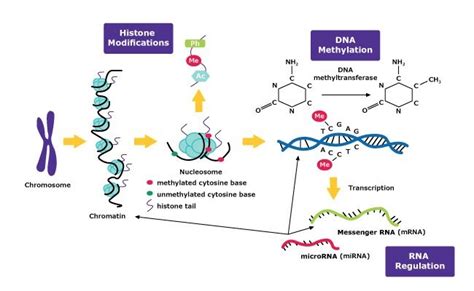 Epigenetic Modifications 的图像结果