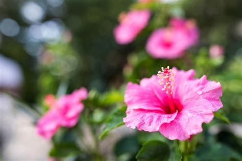 Hibiscus Types, Species, and Varieties: A Definitive Guide - Petal Republic