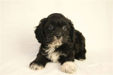 Image result for Cockapoo for Sale Cork