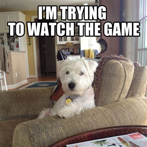 Funny Dogs Clean 的图像结果