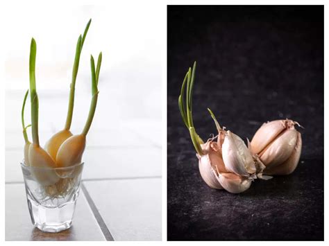 Coronavirus Food: Garlic sprouts being tested for COVID in China!