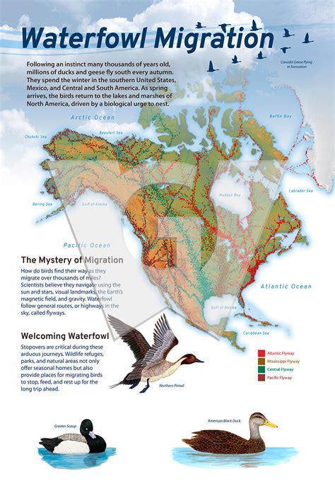 Waterfowl Migration – Wilderness Graphics, Inc.