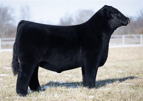 2024 Sire Directory by American Maine-Anjou Association - Issuu