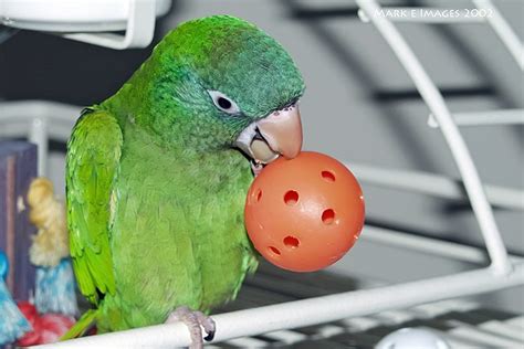 Blue Crown Conure – Parrot Hub